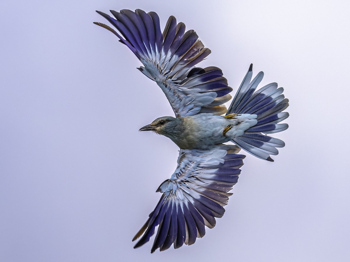 European Roller - ML648820048