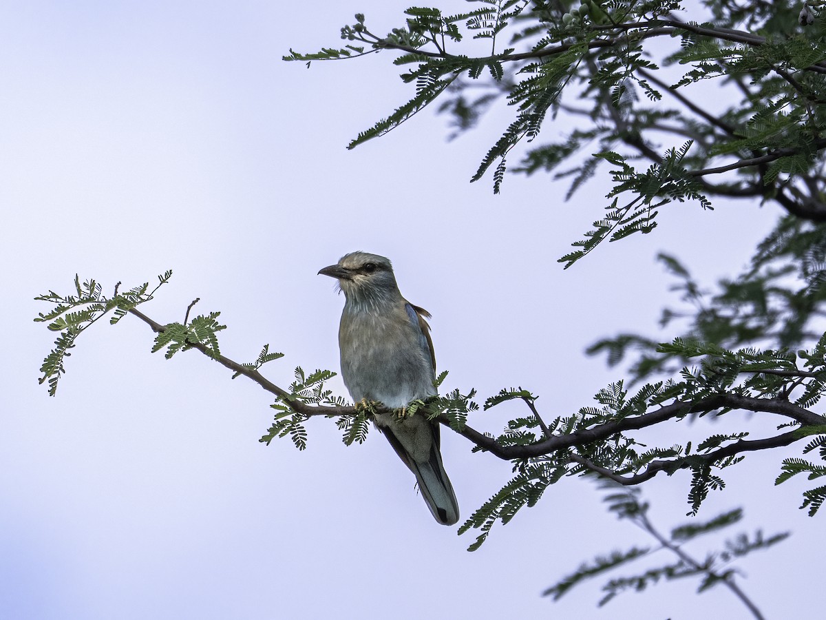 European Roller - ML648820049