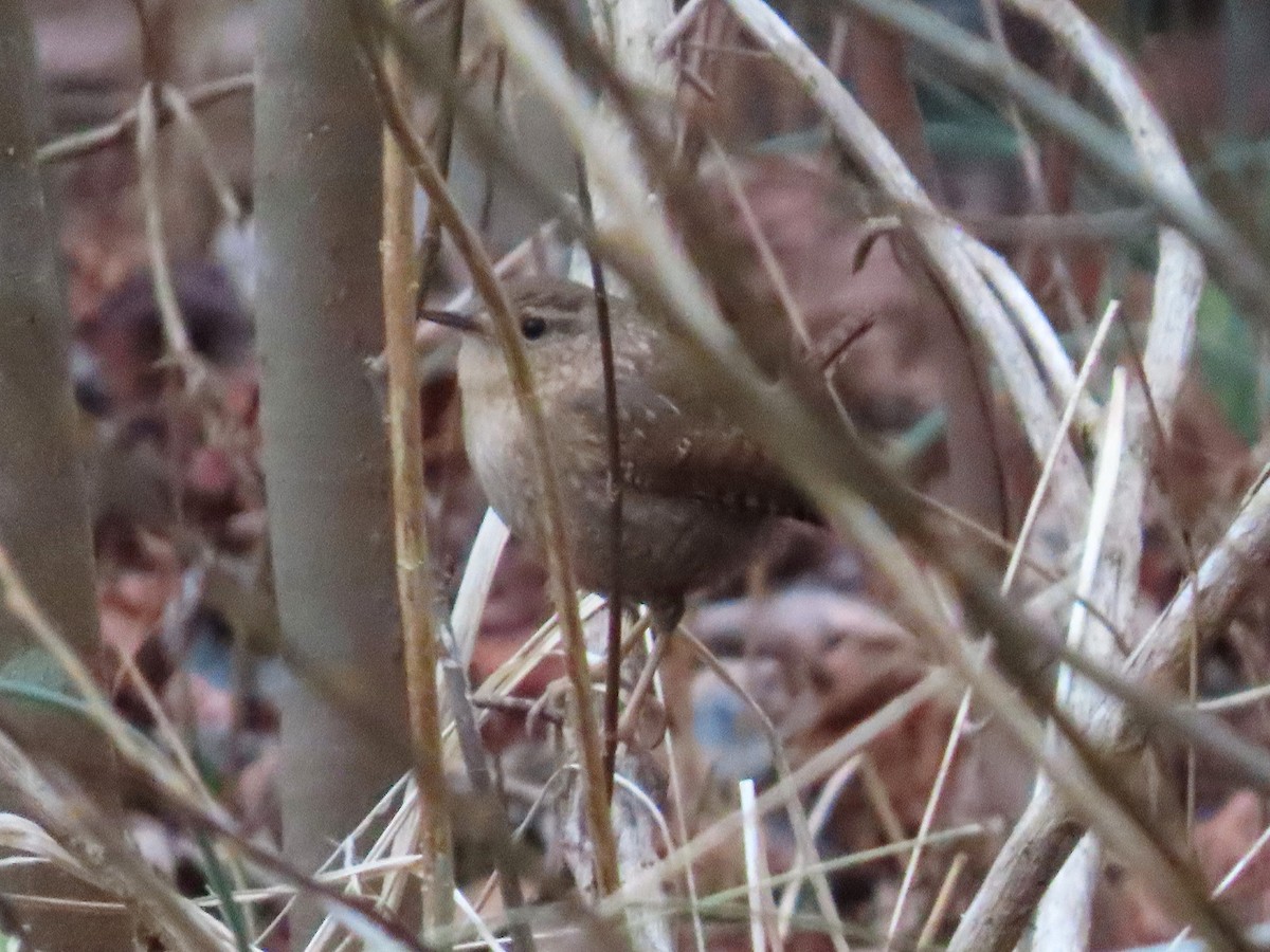 Winter Wren - ML648820054