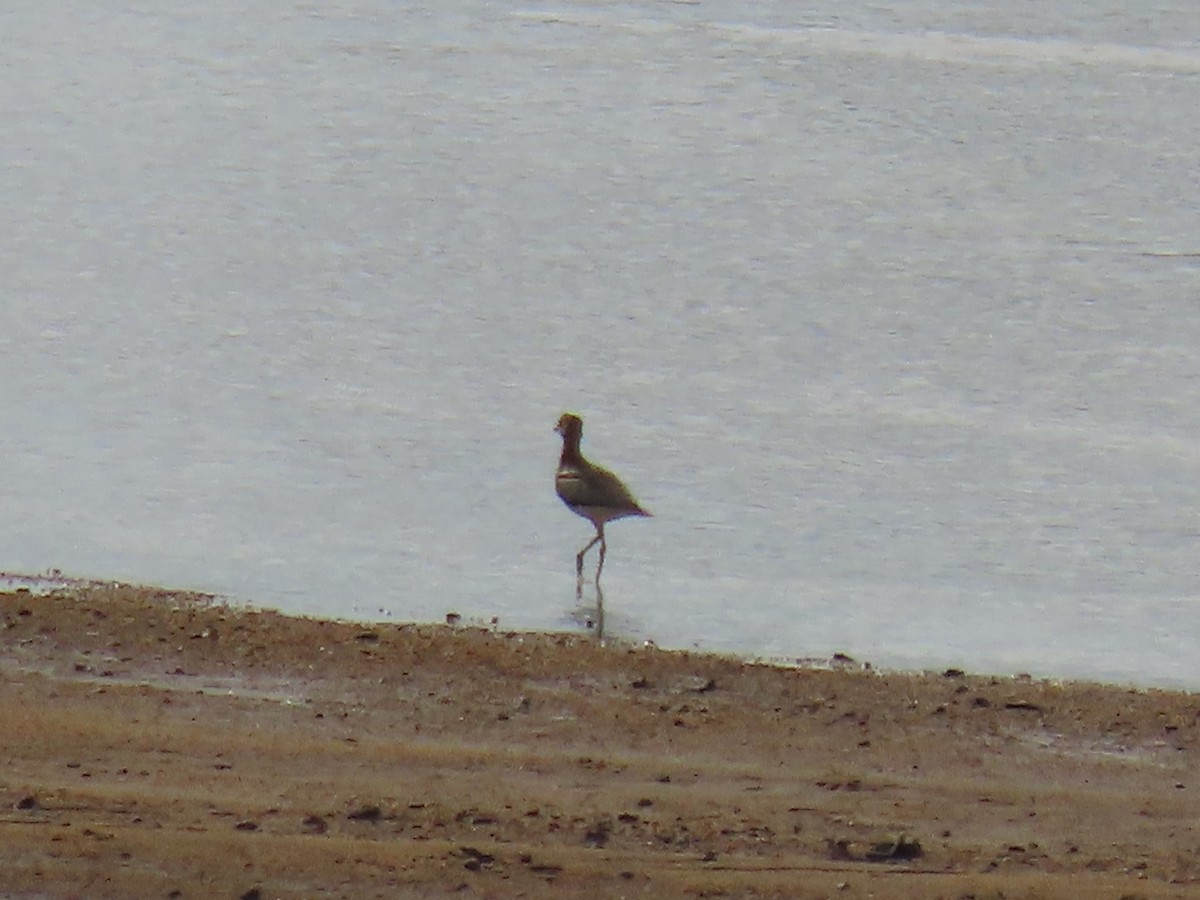 Alcaraván Acuático - ML648820060