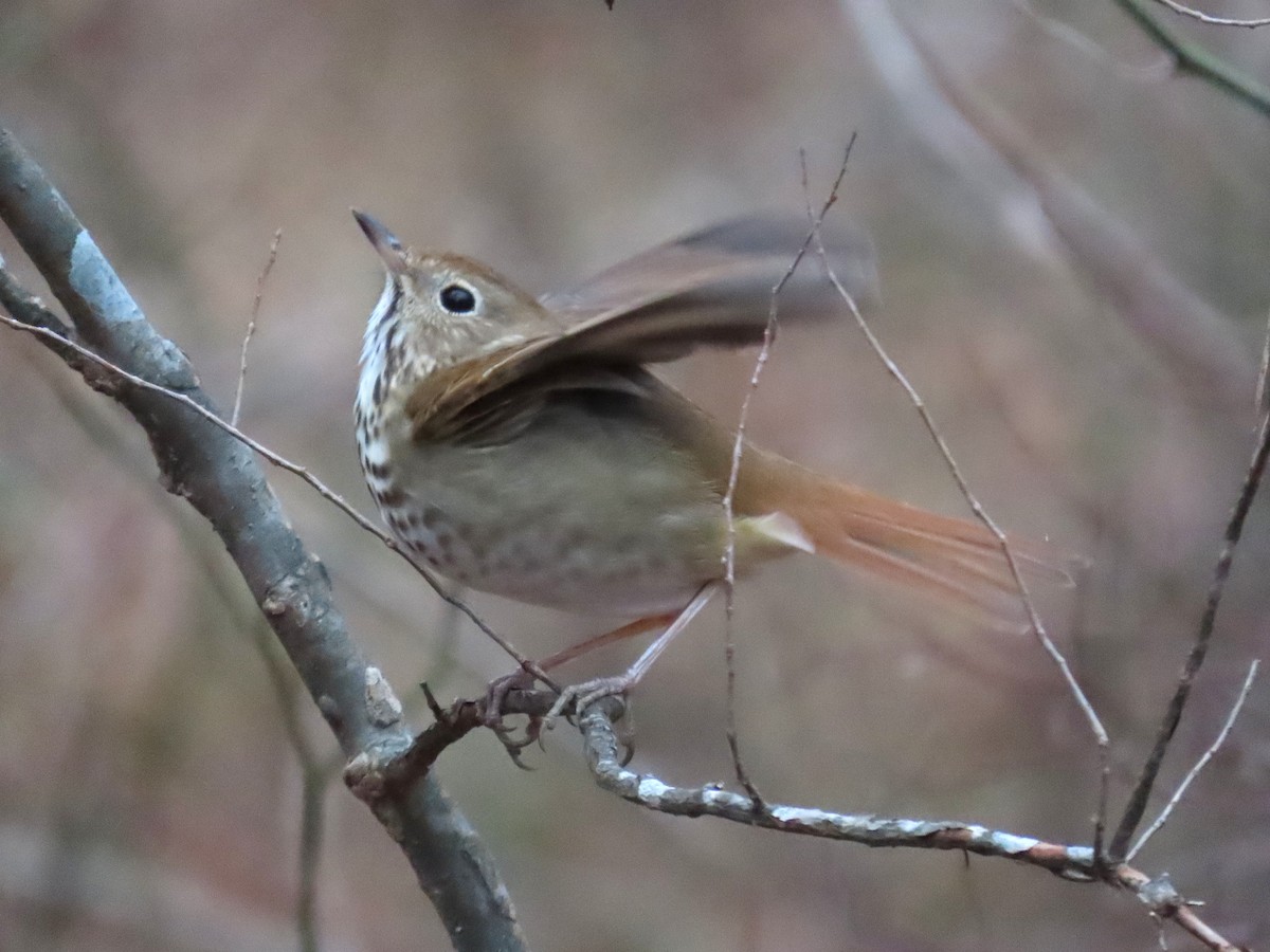 Hermit Thrush - ML648820063
