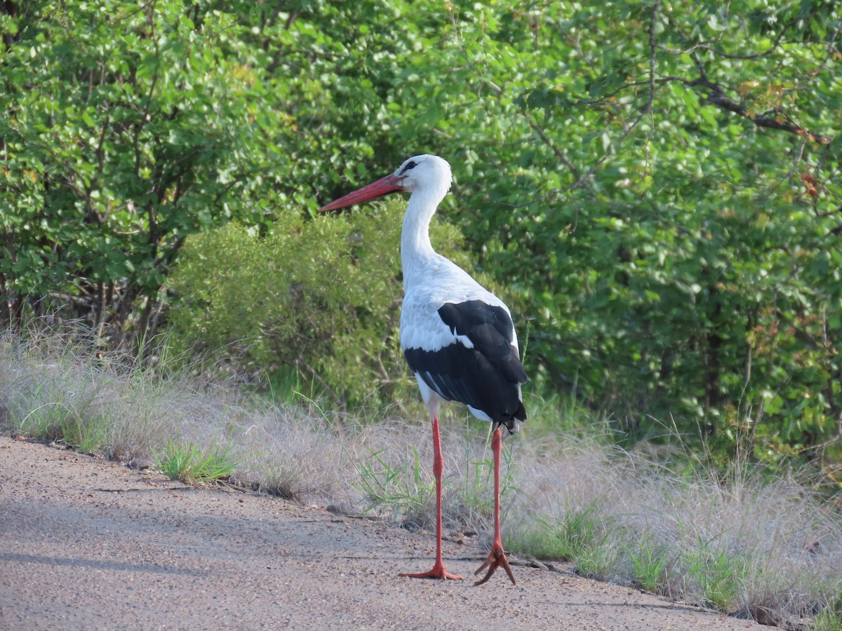 Cigüeña Blanca - ML648820090