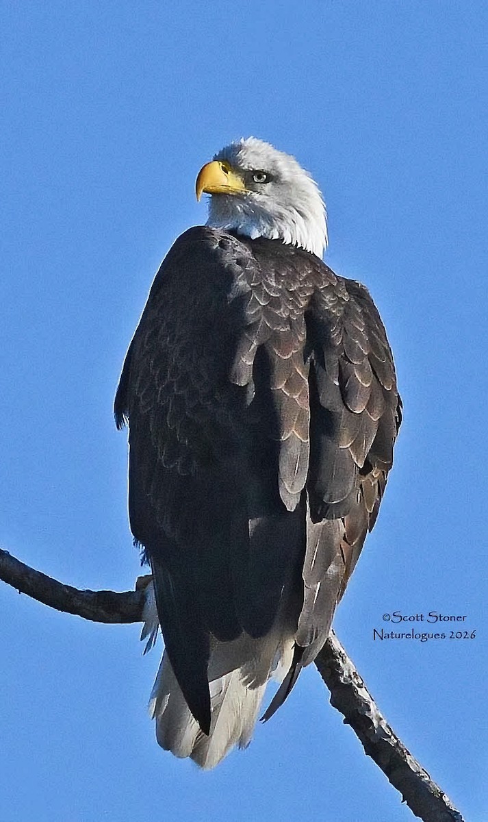 Ak Başlı Kartal - ML648820106