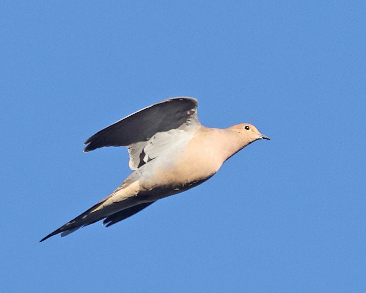 Зенаїда північна - ML648820108