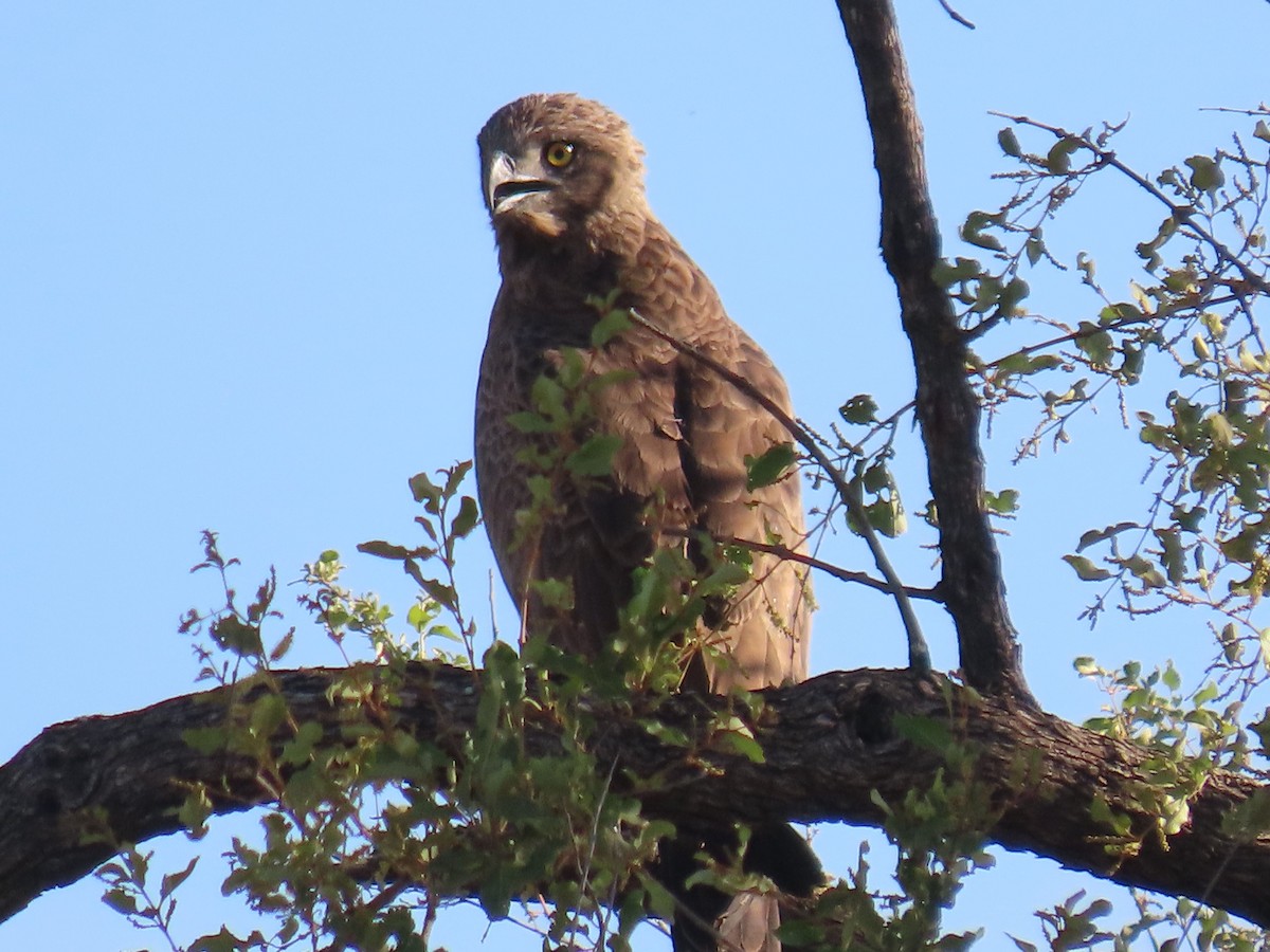 Culebrera Sombría - ML648820110