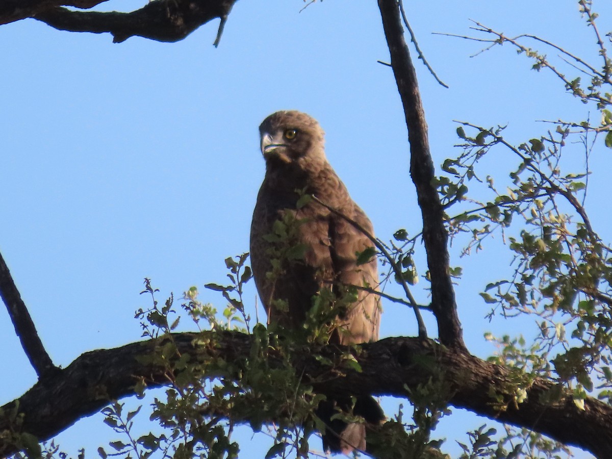 Culebrera Sombría - ML648820111