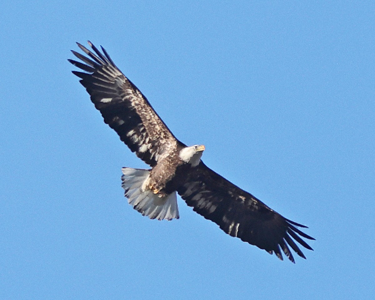 Орлан білоголовий - ML648820112