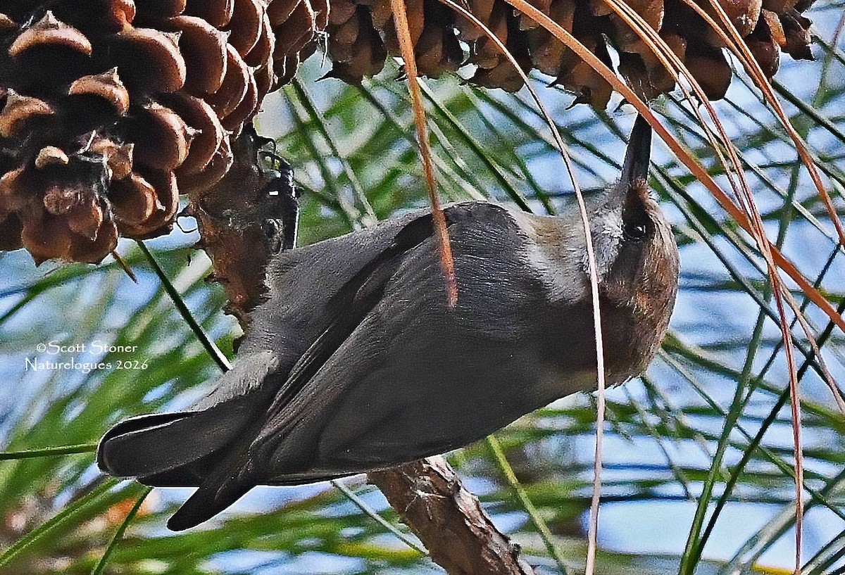 Boz Başlı Sıvacı - ML648820125