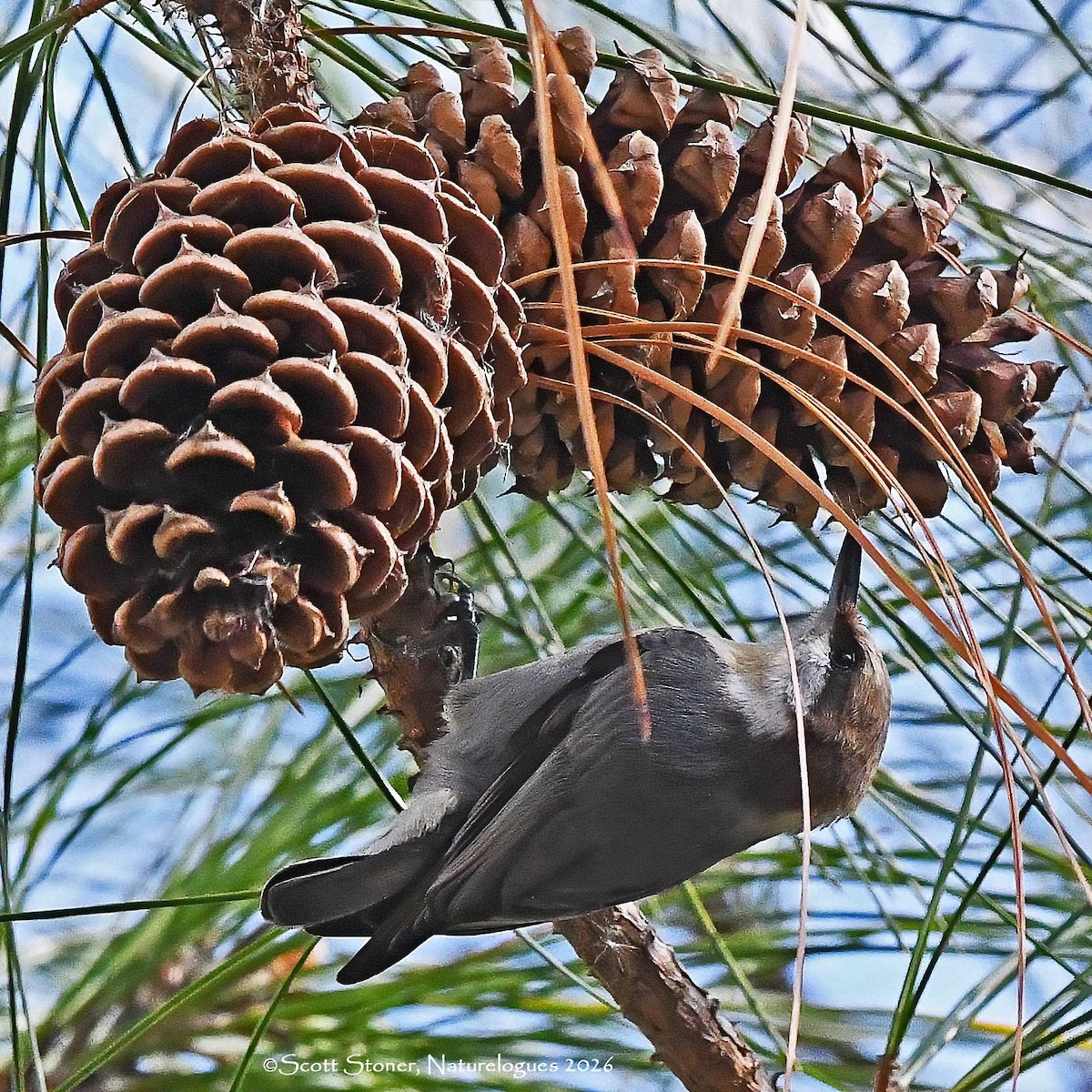 Boz Başlı Sıvacı - ML648820126