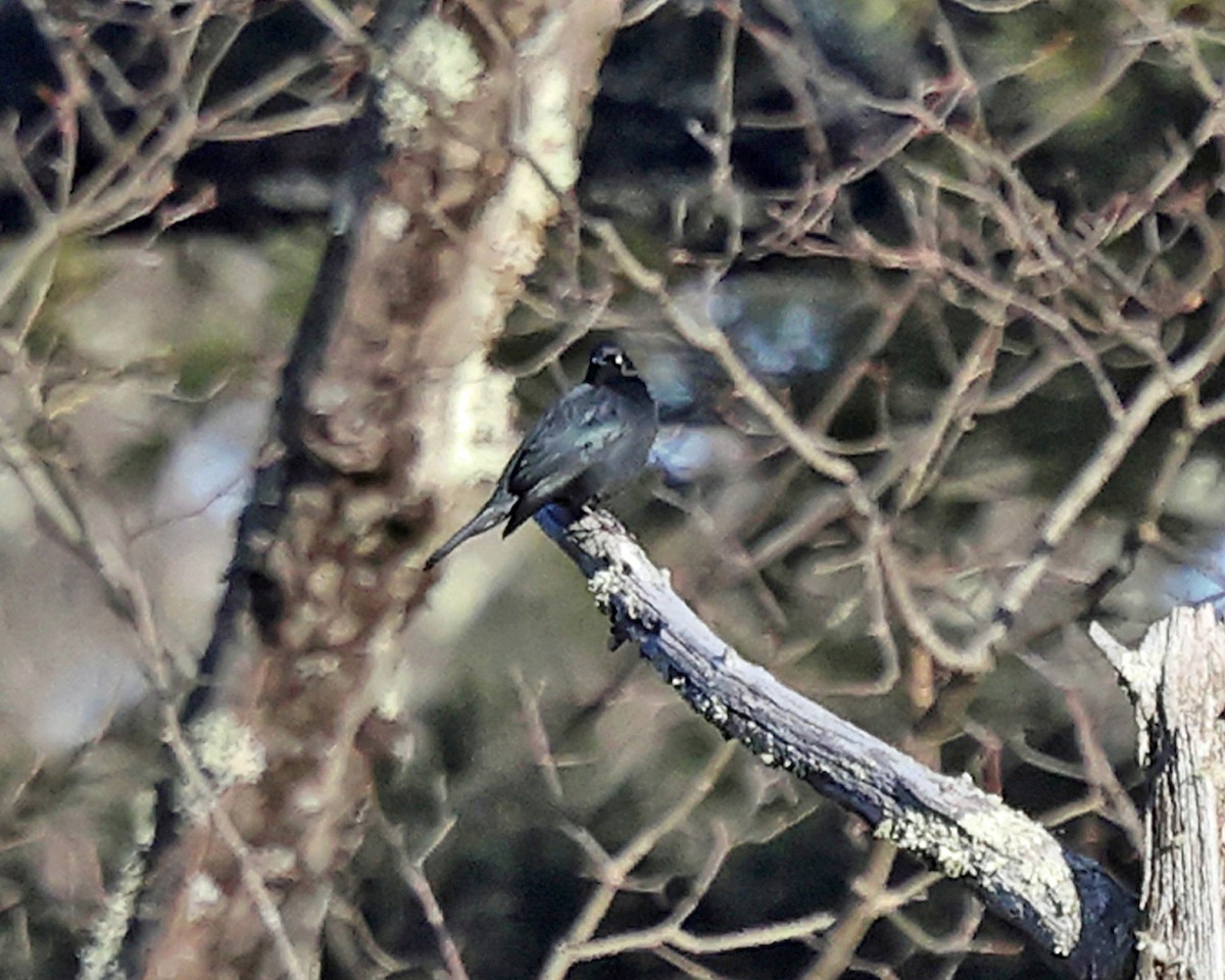 Трупіалець північний - ML648820142