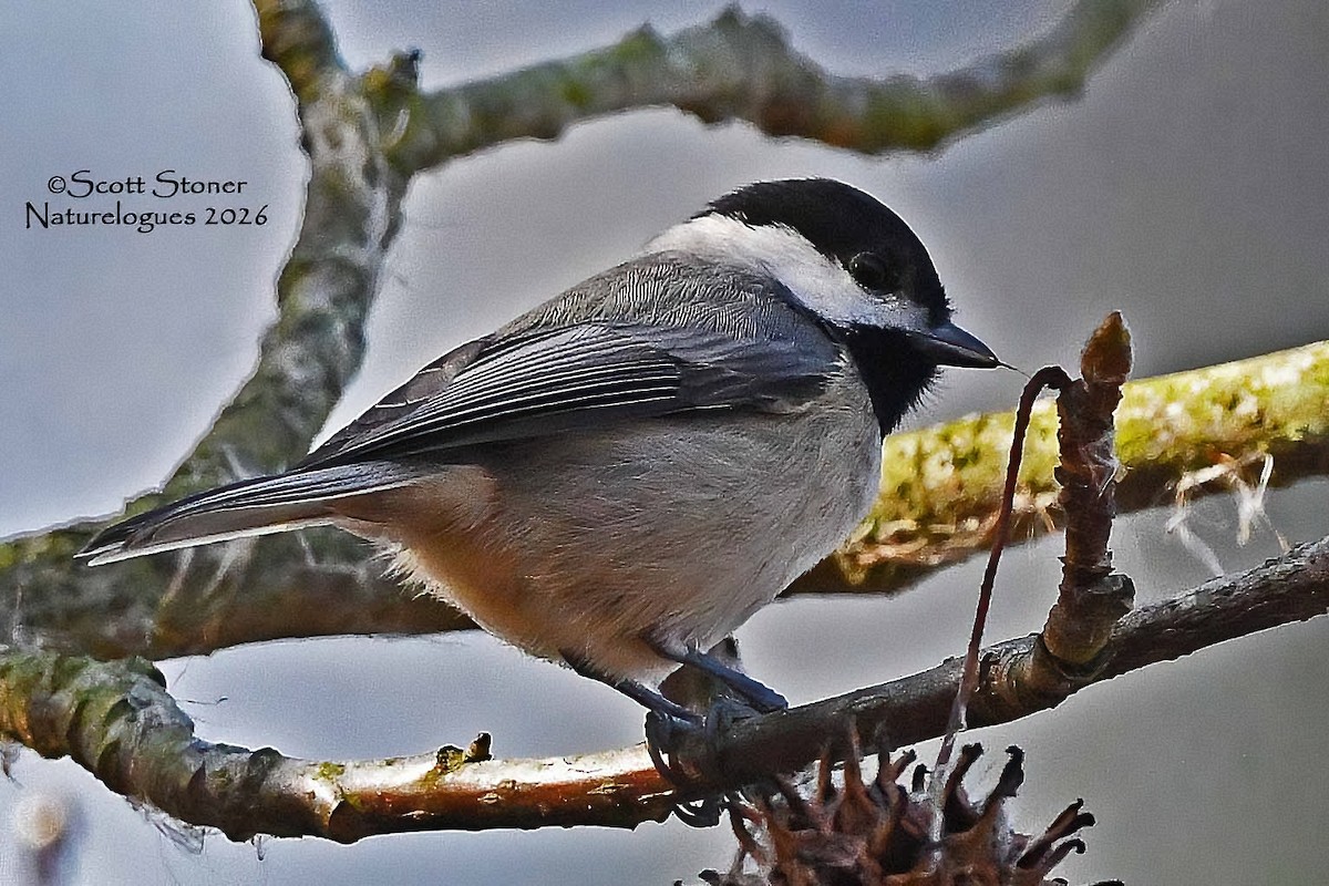 Karolina Baştankarası - ML648820143