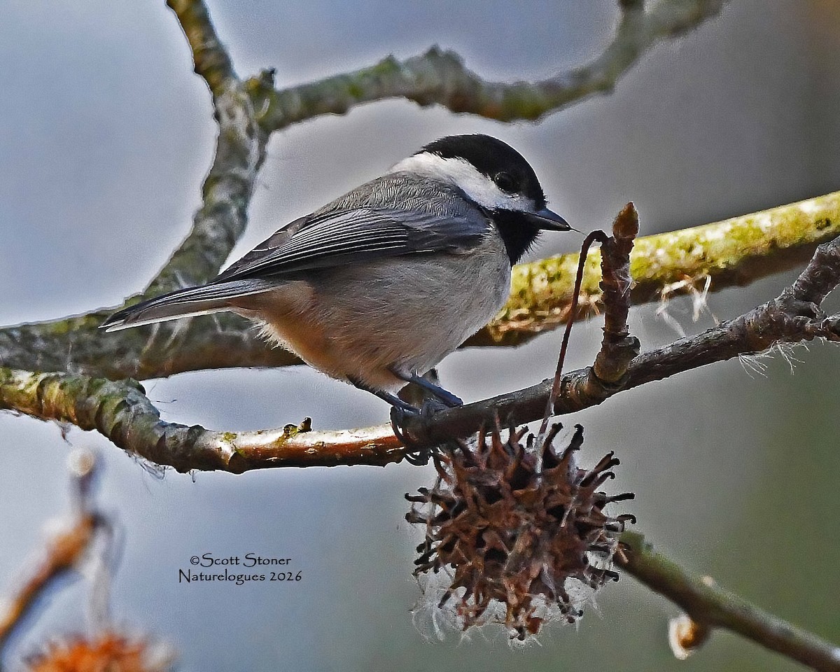 Karolina Baştankarası - ML648820144