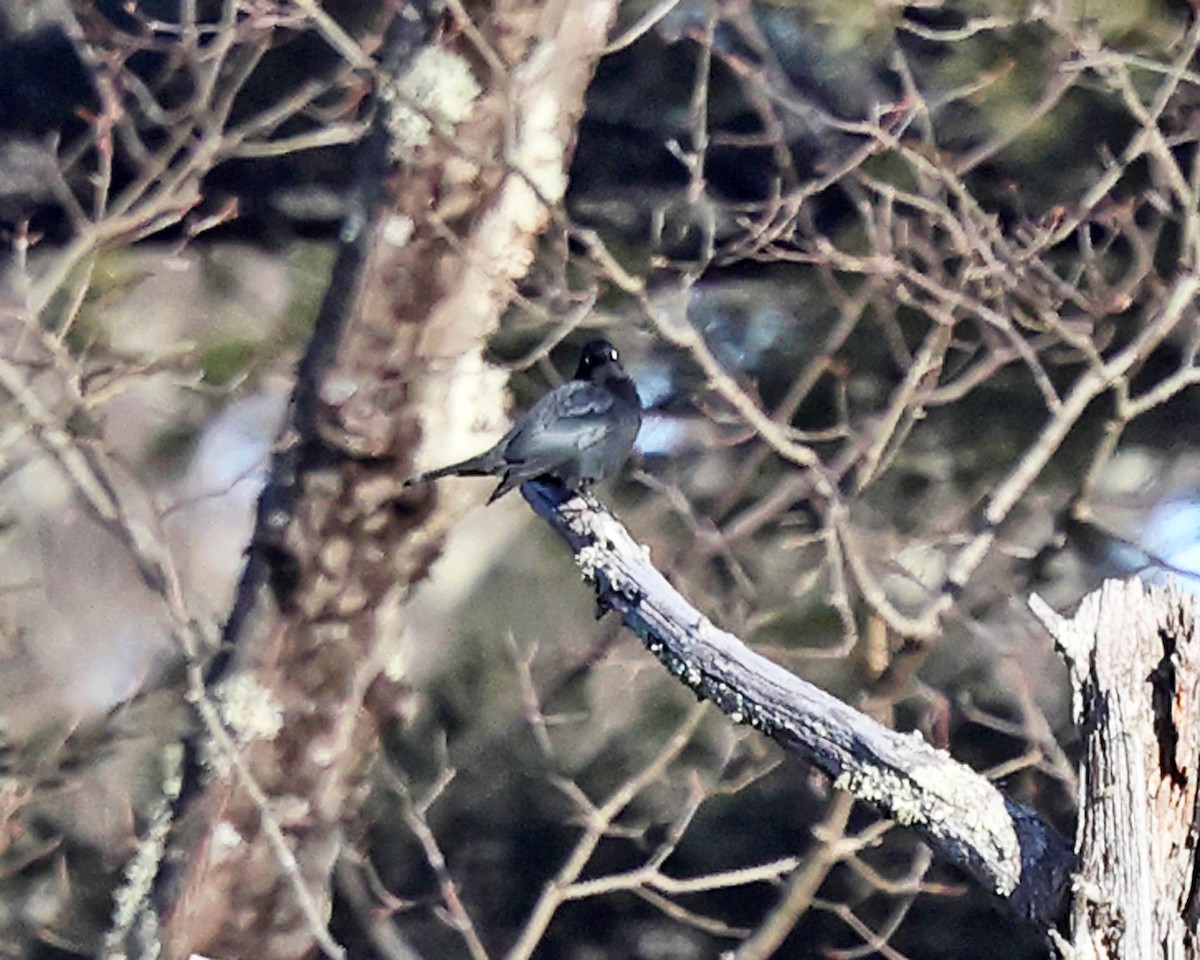 Трупіалець північний - ML648820145