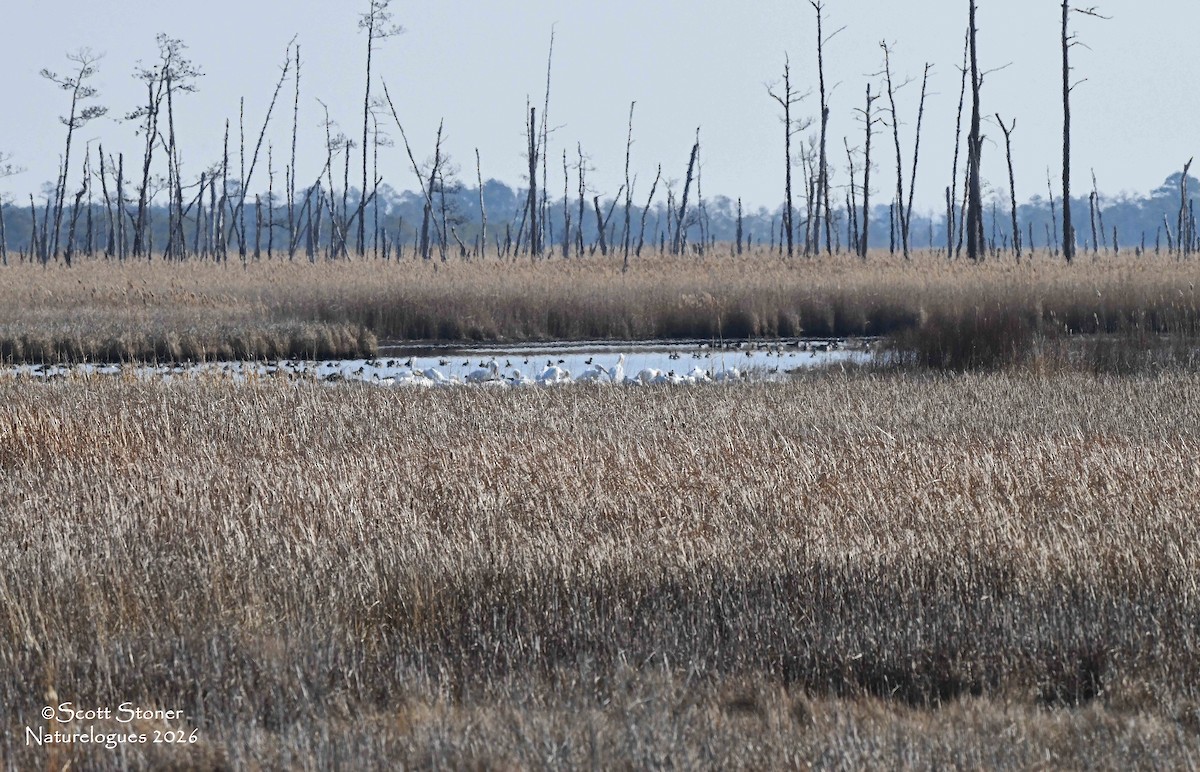 Amerika Pelikanı - ML648820158