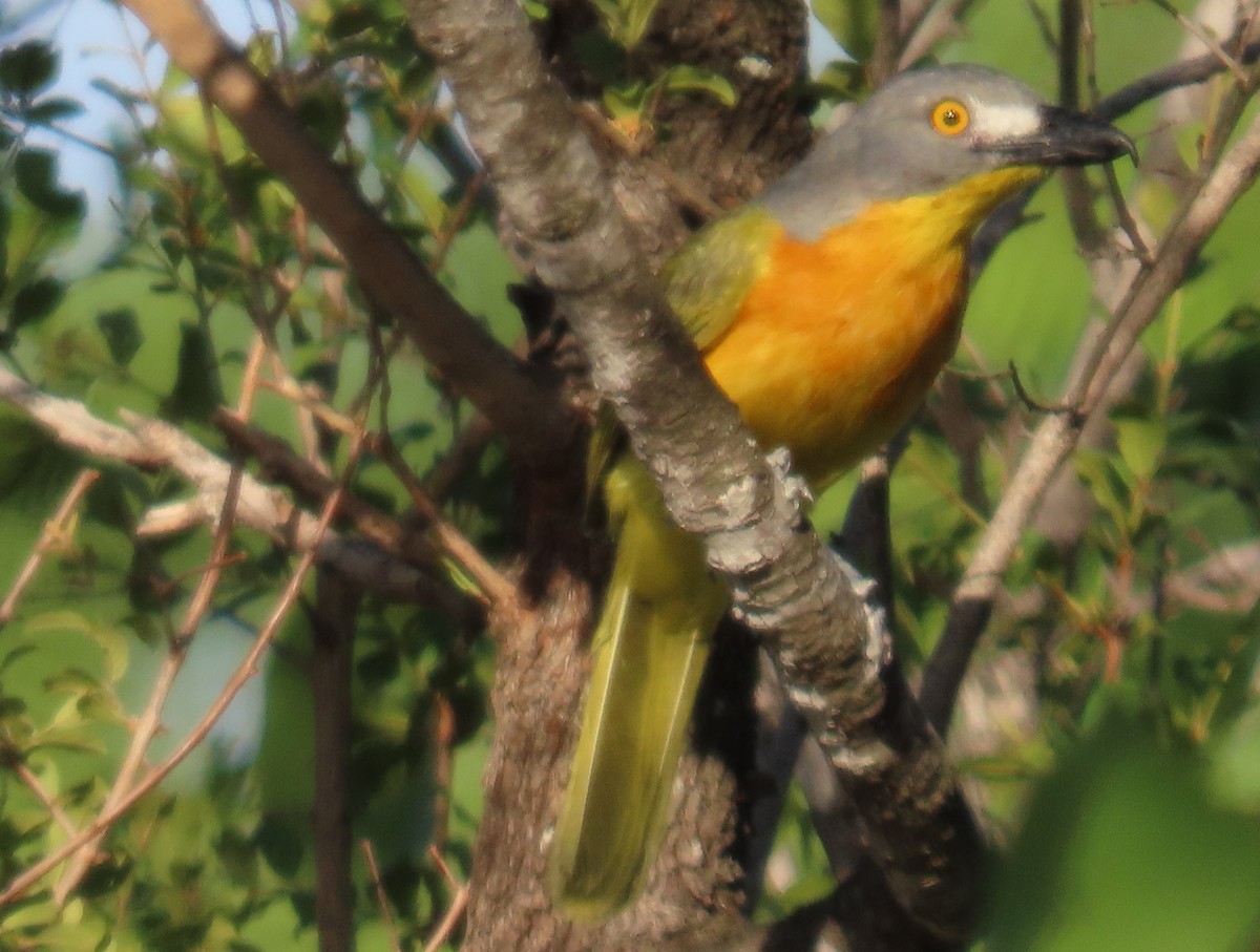 Gladiador Cabecigrís - ML648820162