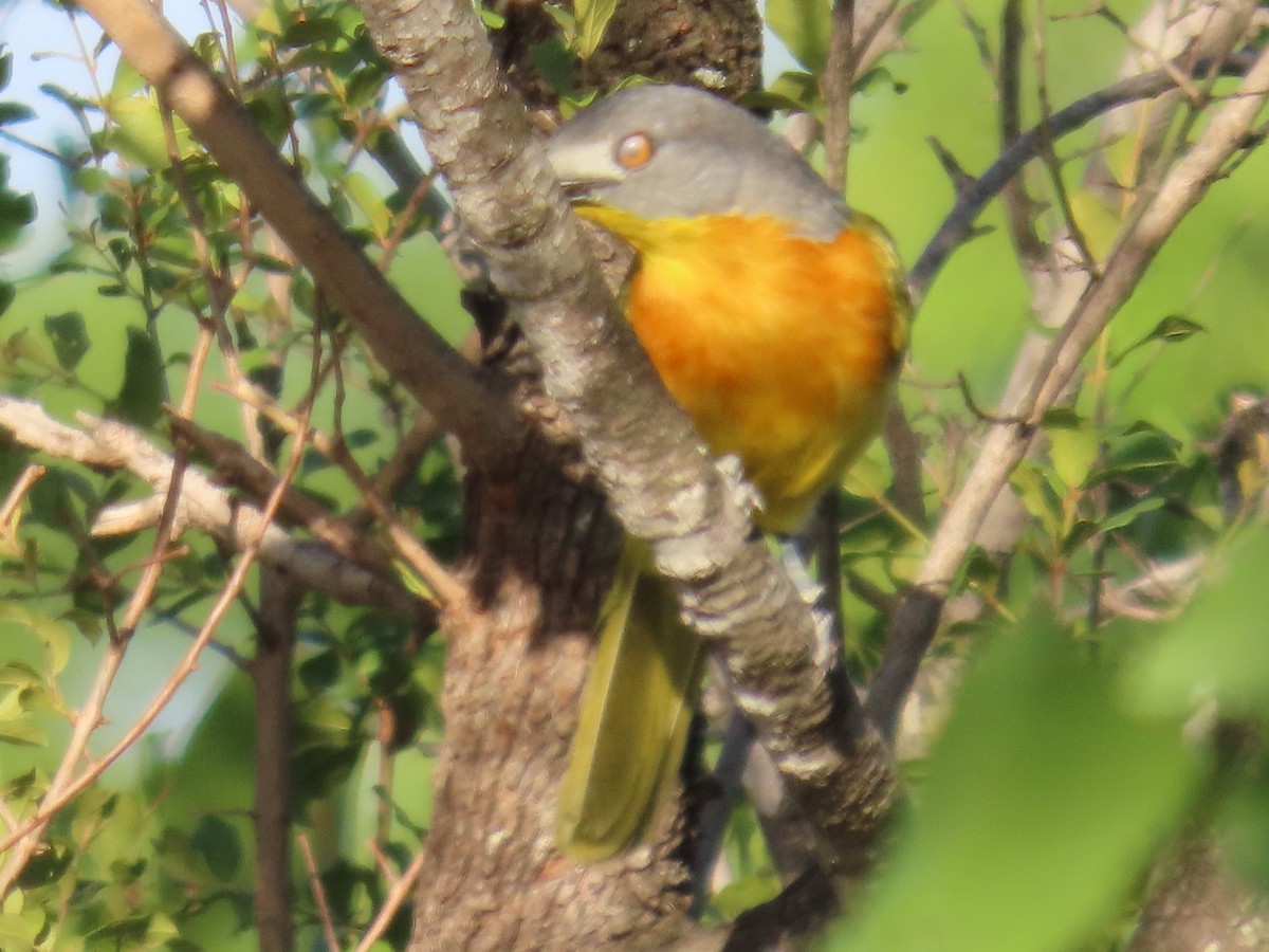 Gladiador Cabecigrís - ML648820163