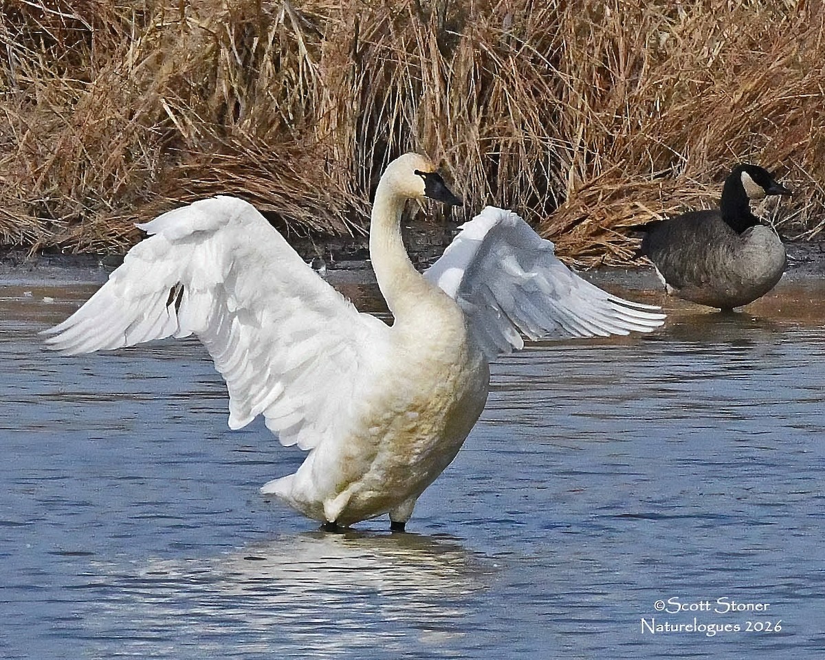 Küçük Kuğu - ML648820170