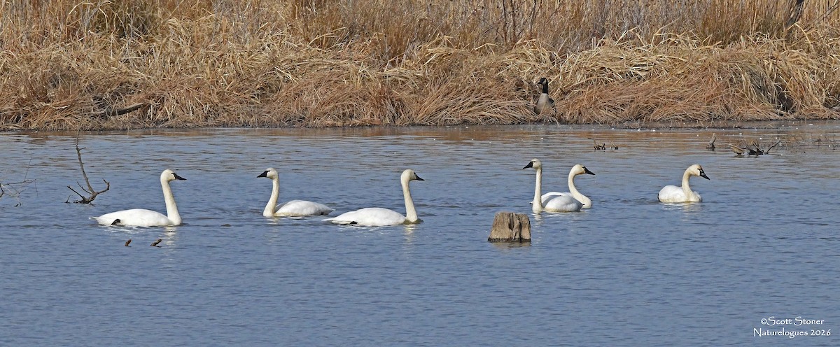 Küçük Kuğu - ML648820171