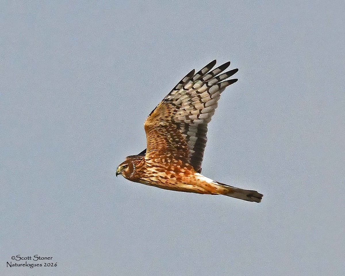 Amerika Delicesi - ML648820186