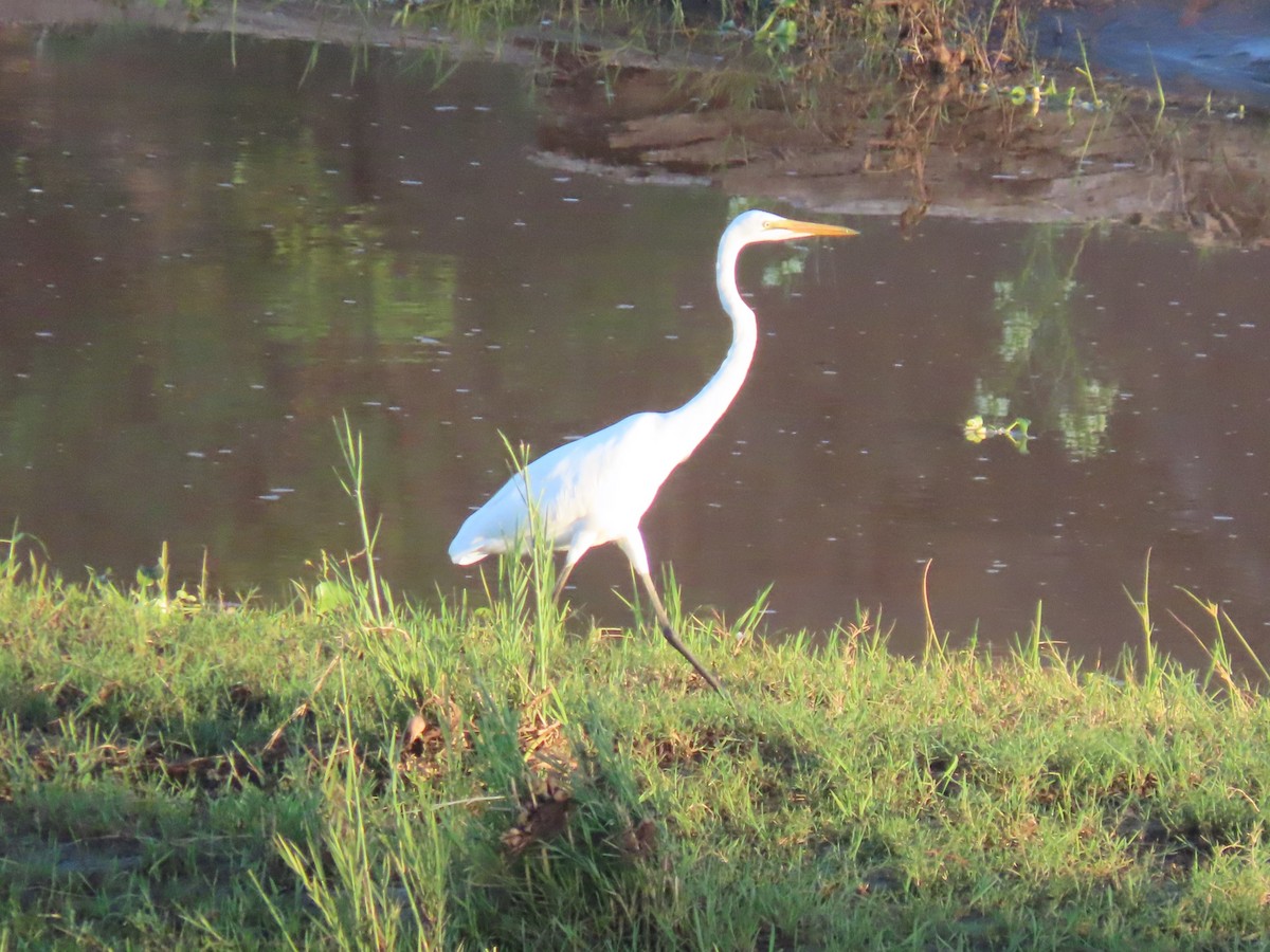 Garceta Grande - ML648820194