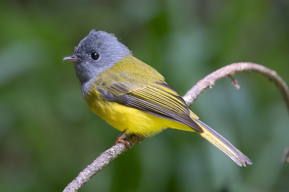 ハイガシラヒタキ - ML648820268