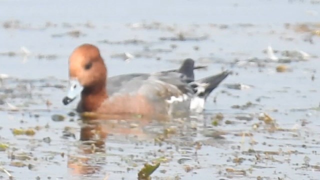 Eurasian Wigeon - ML648820408