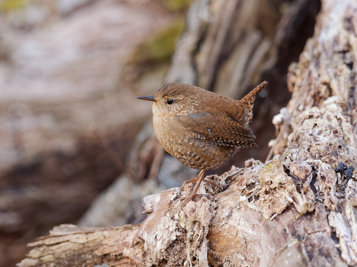 Winter Wren - ML648820514