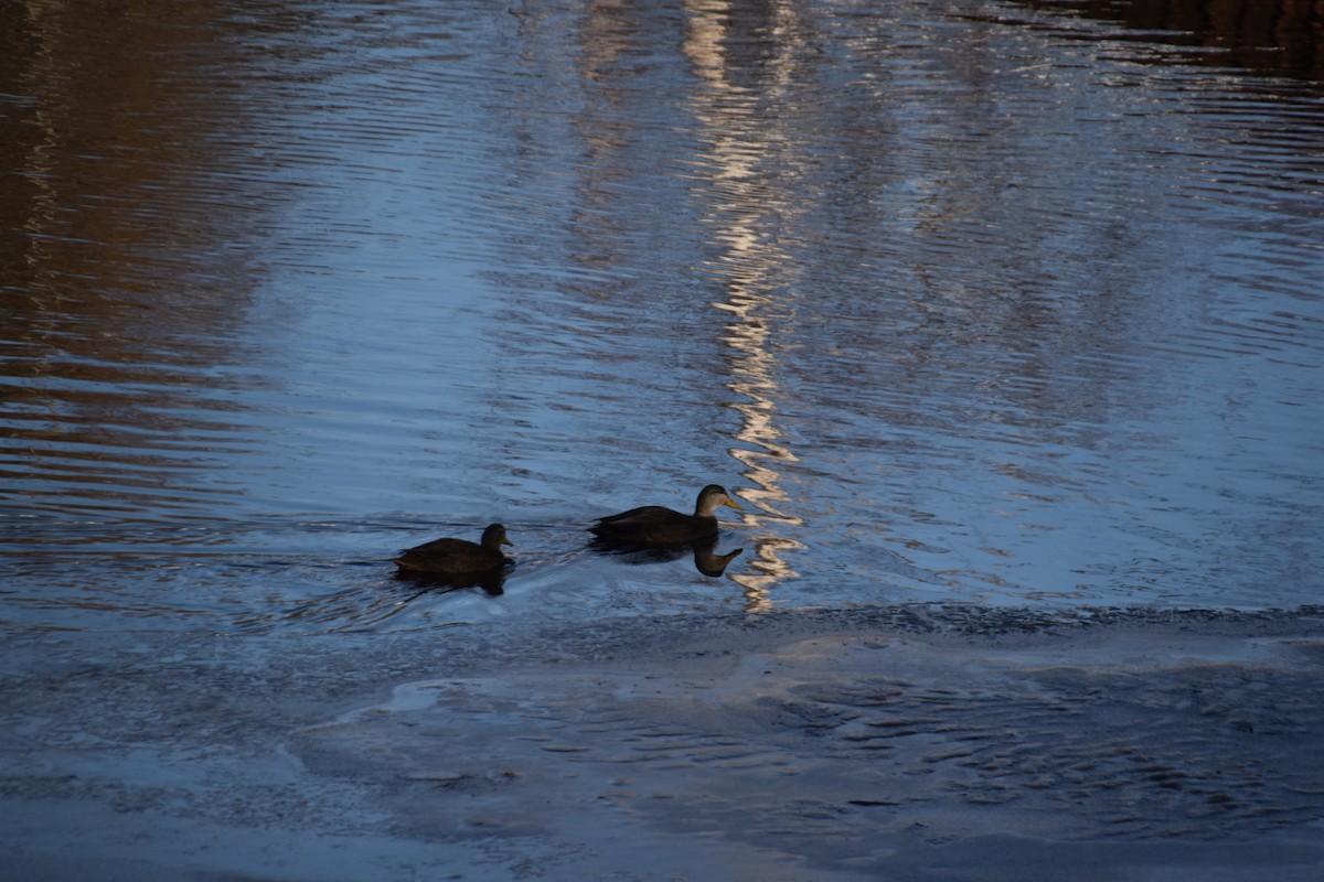 American Black Duck - ML648820532
