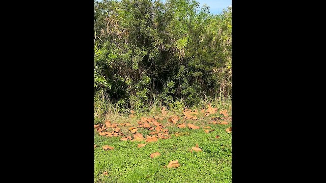 White-eyed Vireo - ML648820553