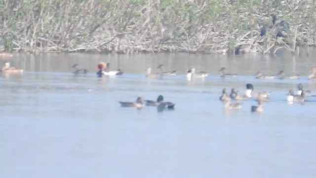 Northern Pintail - ML648820641