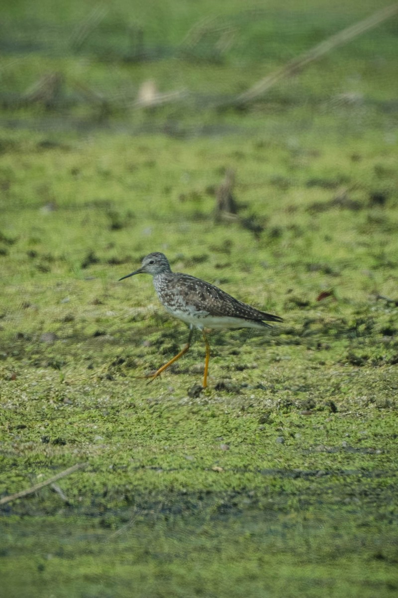 Petit Chevalier - ML648820662