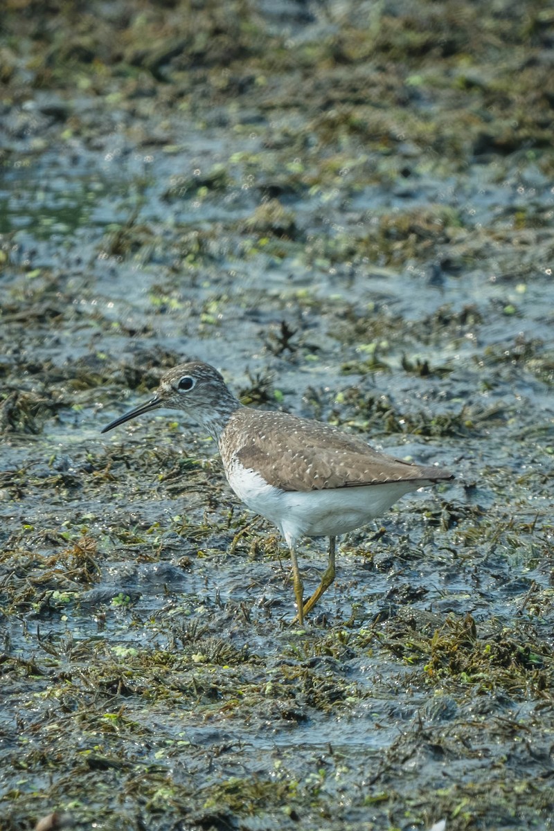 Petit Chevalier - ML648820663