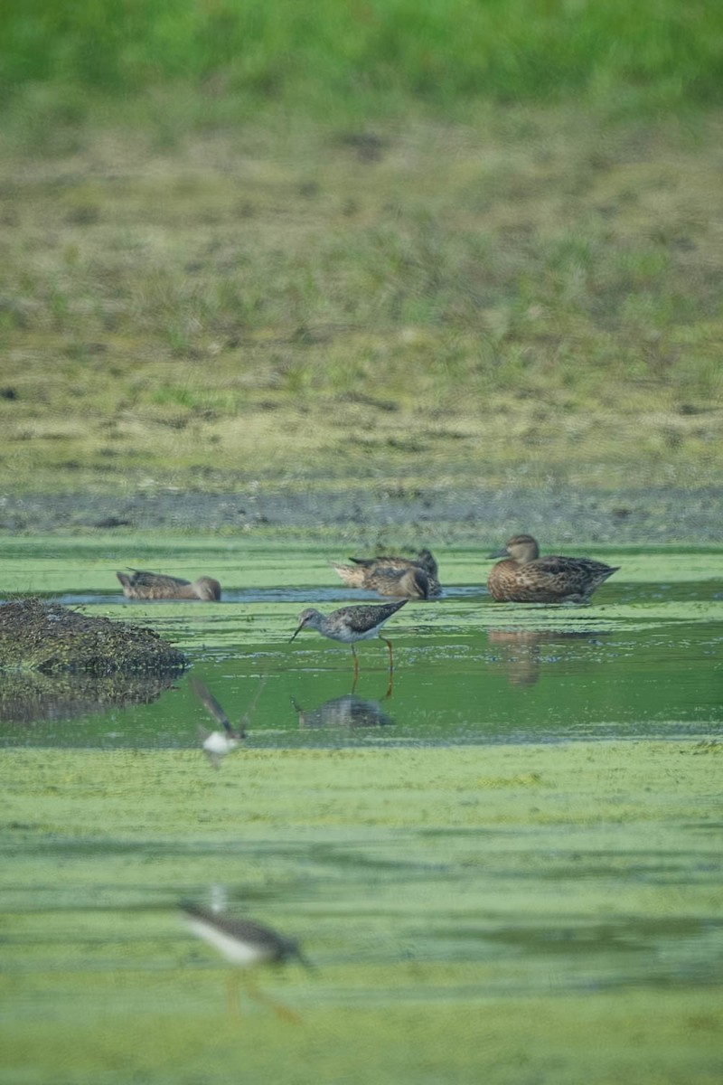 Petit Chevalier - ML648820664