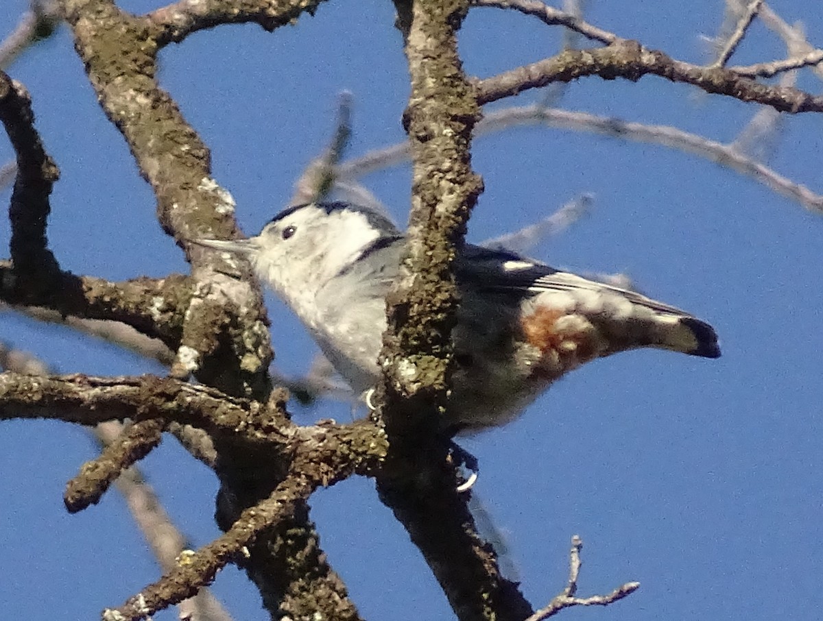 White-breasted Nuthatch (Pacific) - ML648820692