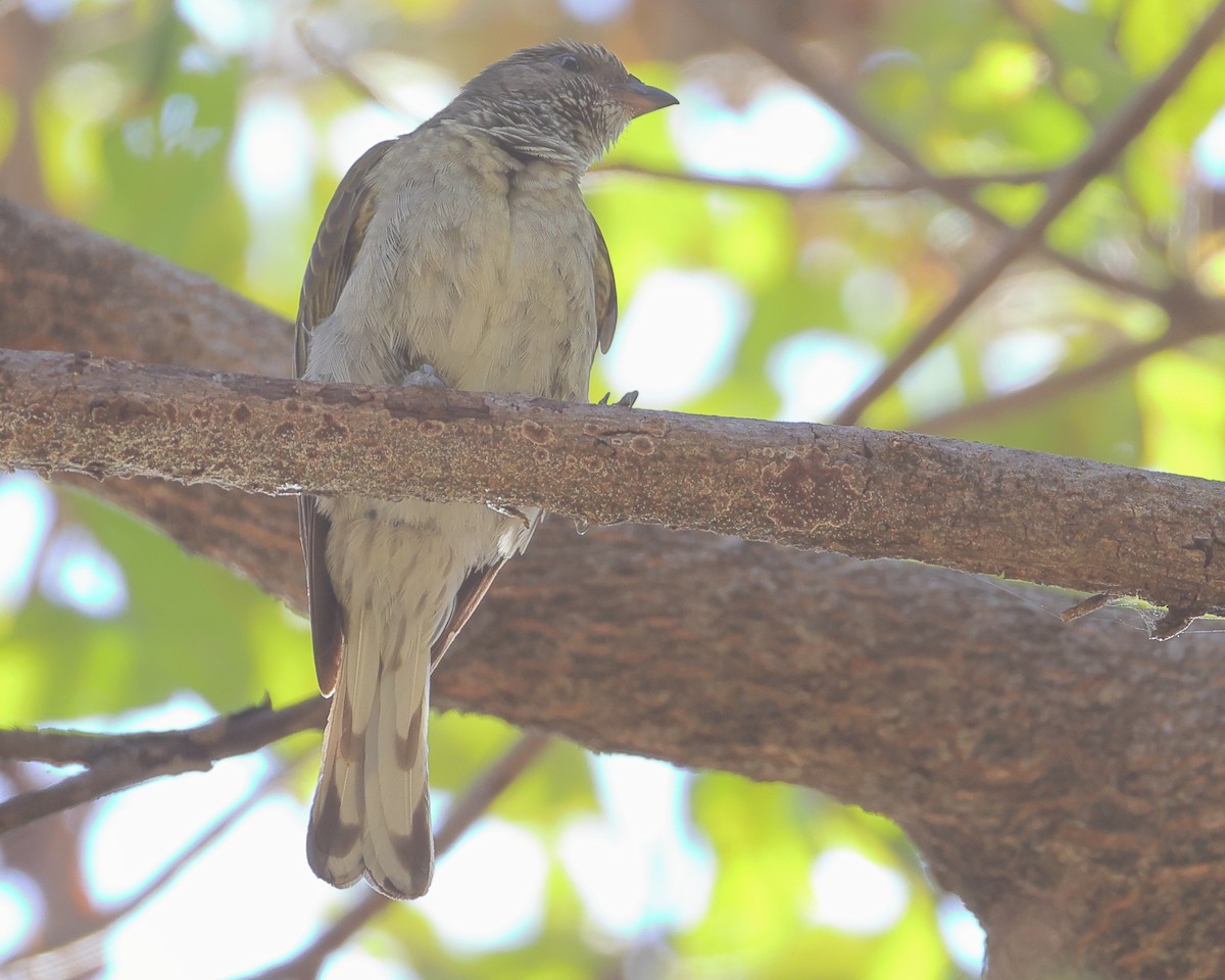 Scaly-throated Honeyguide - ML648820720