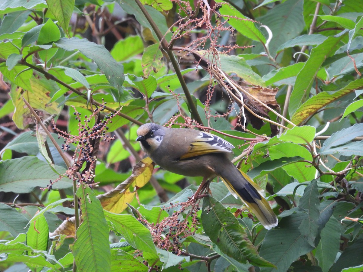 Variegated Laughingthrush - ML648820871