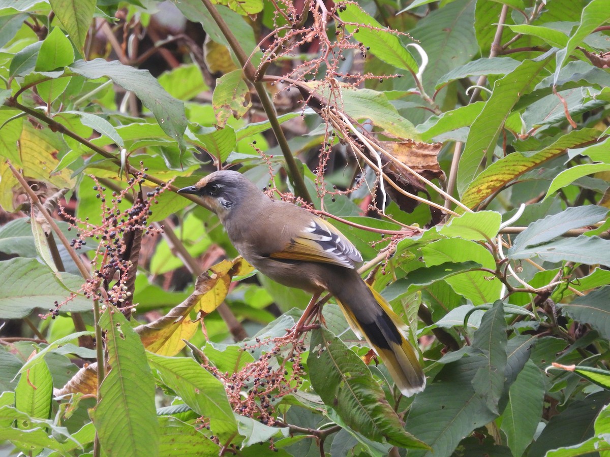 Variegated Laughingthrush - ML648820872