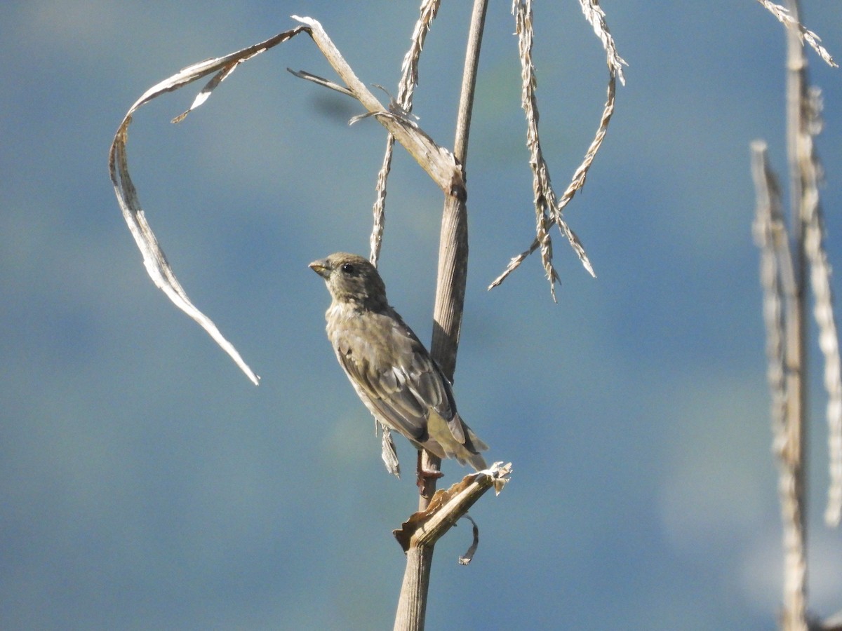 Common Rosefinch - ML648820940