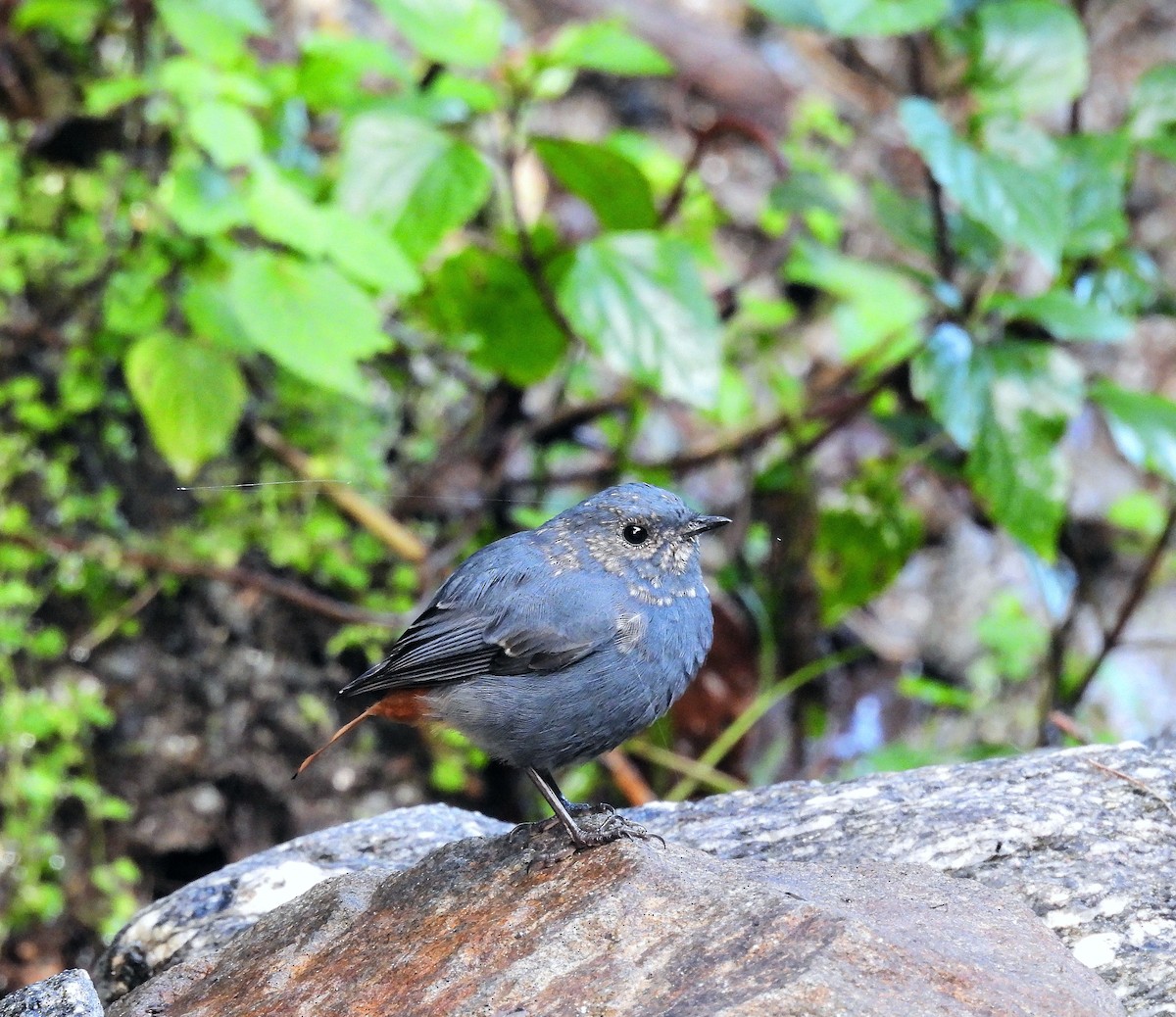 Plumbeous Redstart - ML648821012