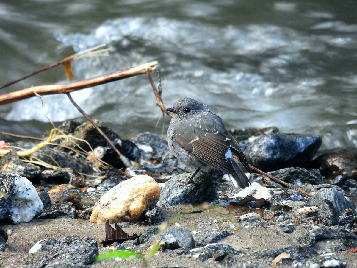 Plumbeous Redstart - ML648821013