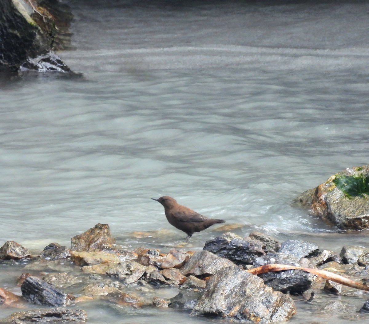 Brown Dipper - ML648821046