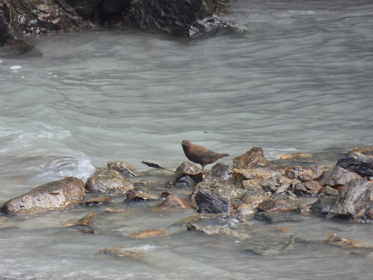 Brown Dipper - ML648821047