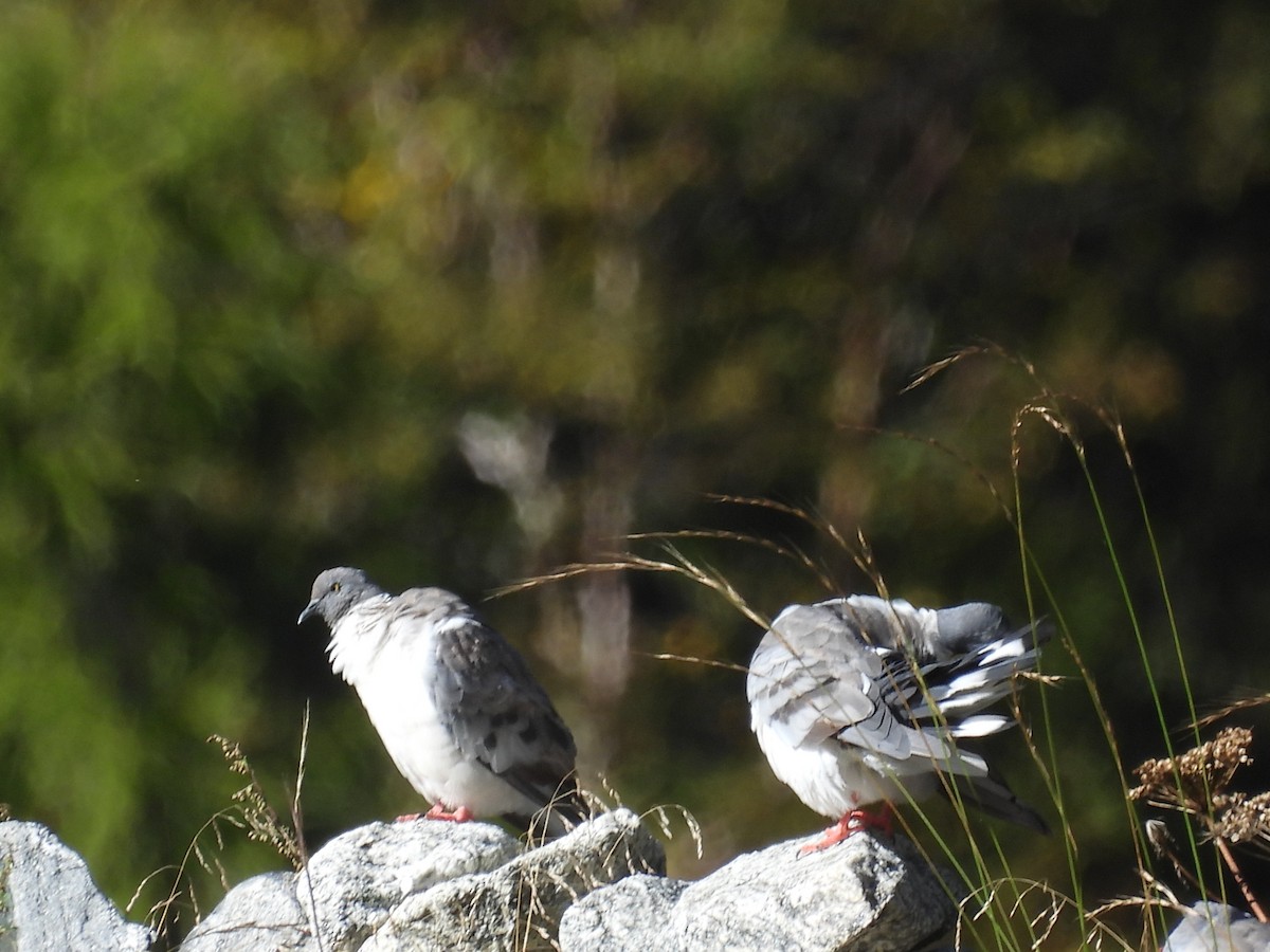 Snow Pigeon - ML648821076