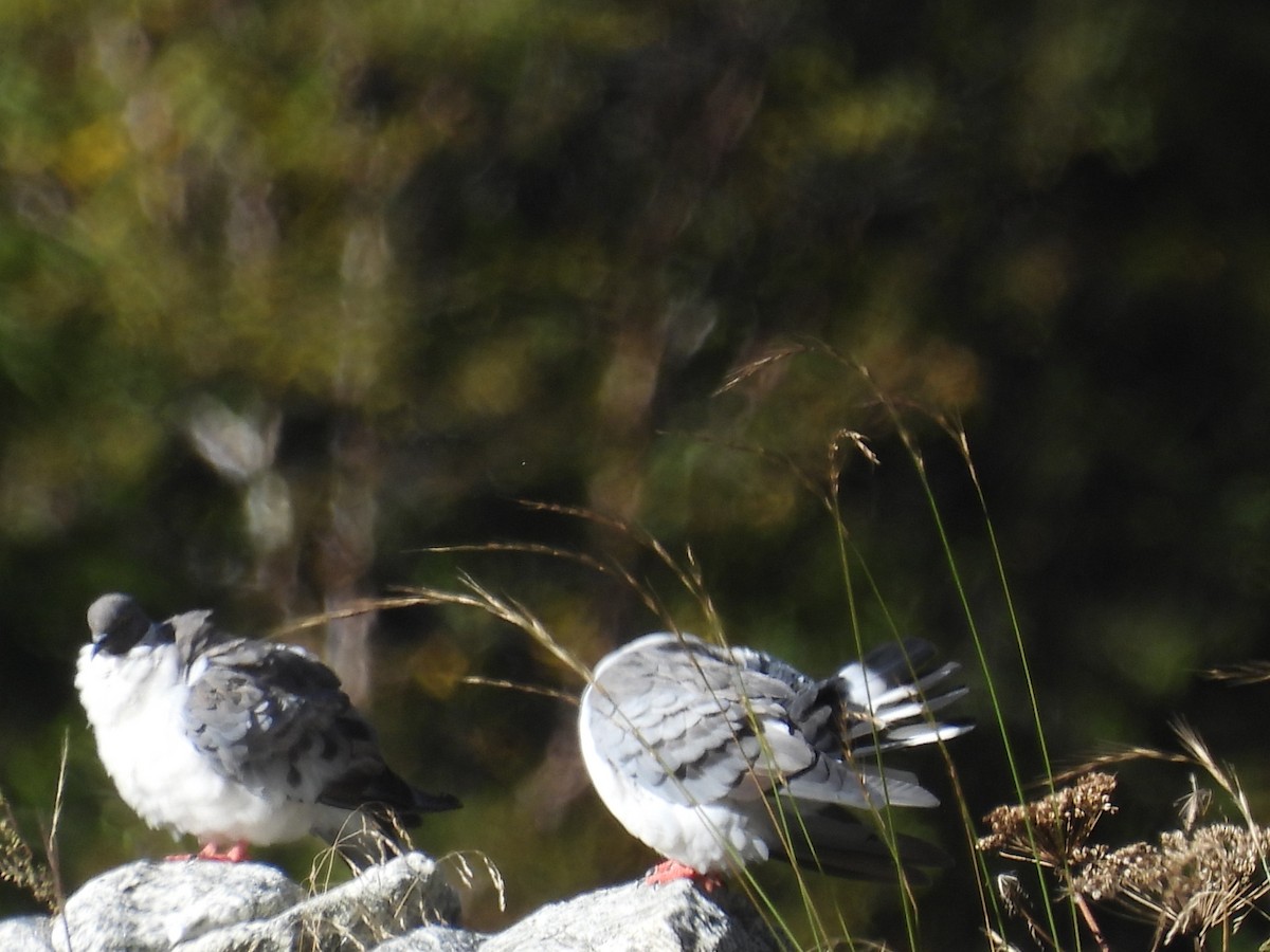 Snow Pigeon - ML648821078