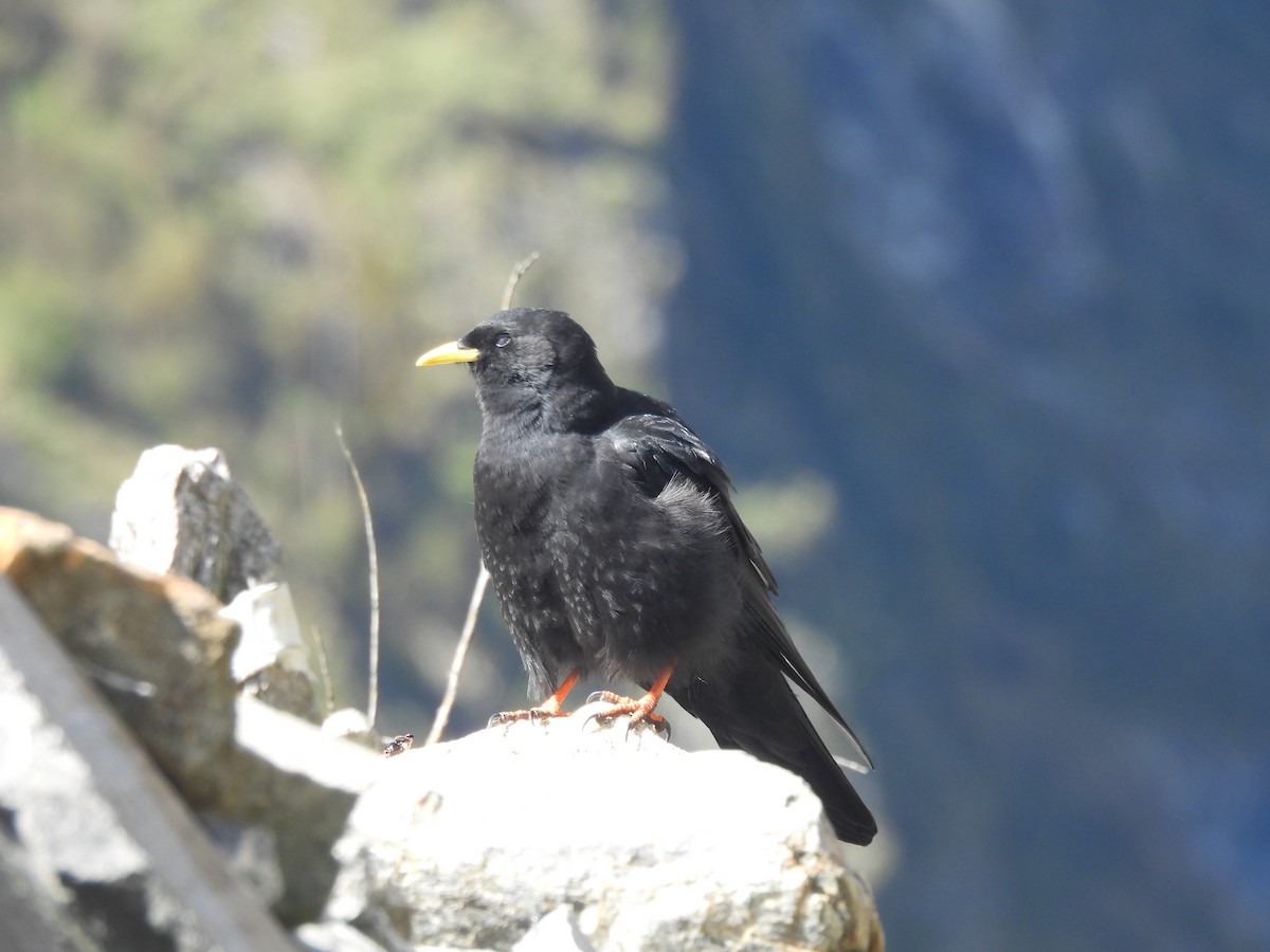Yellow-billed Chough - ML648821167