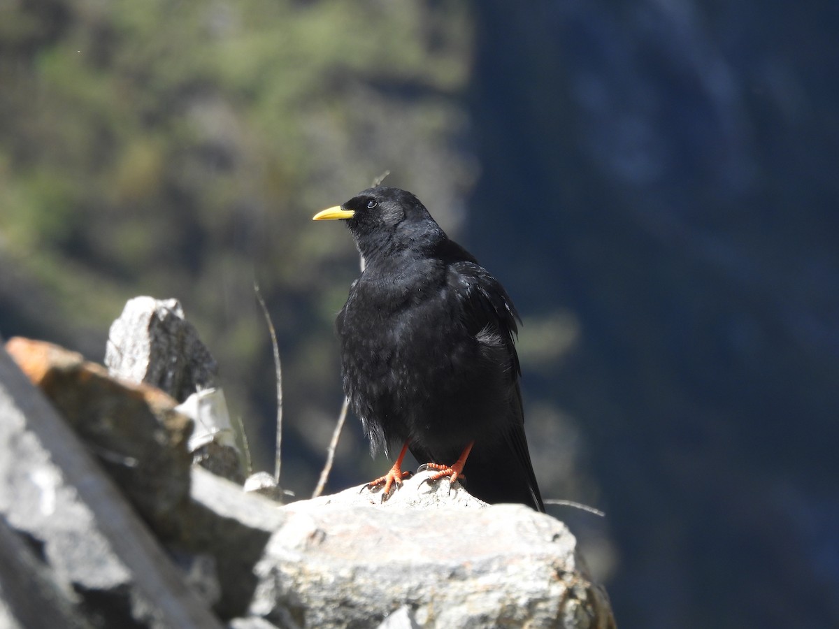 Yellow-billed Chough - ML648821169