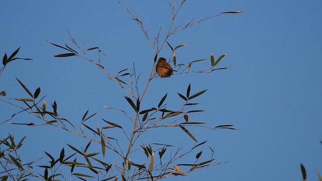 Bull-headed Shrike - ML648821204