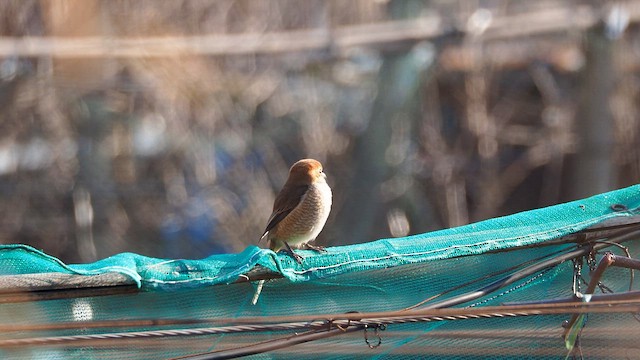 Bull-headed Shrike - ML648821205