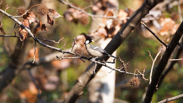 Asian Tit - ML648821261
