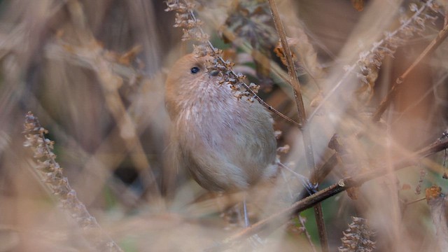 Vinous-throated Parrotbill - ML648821309